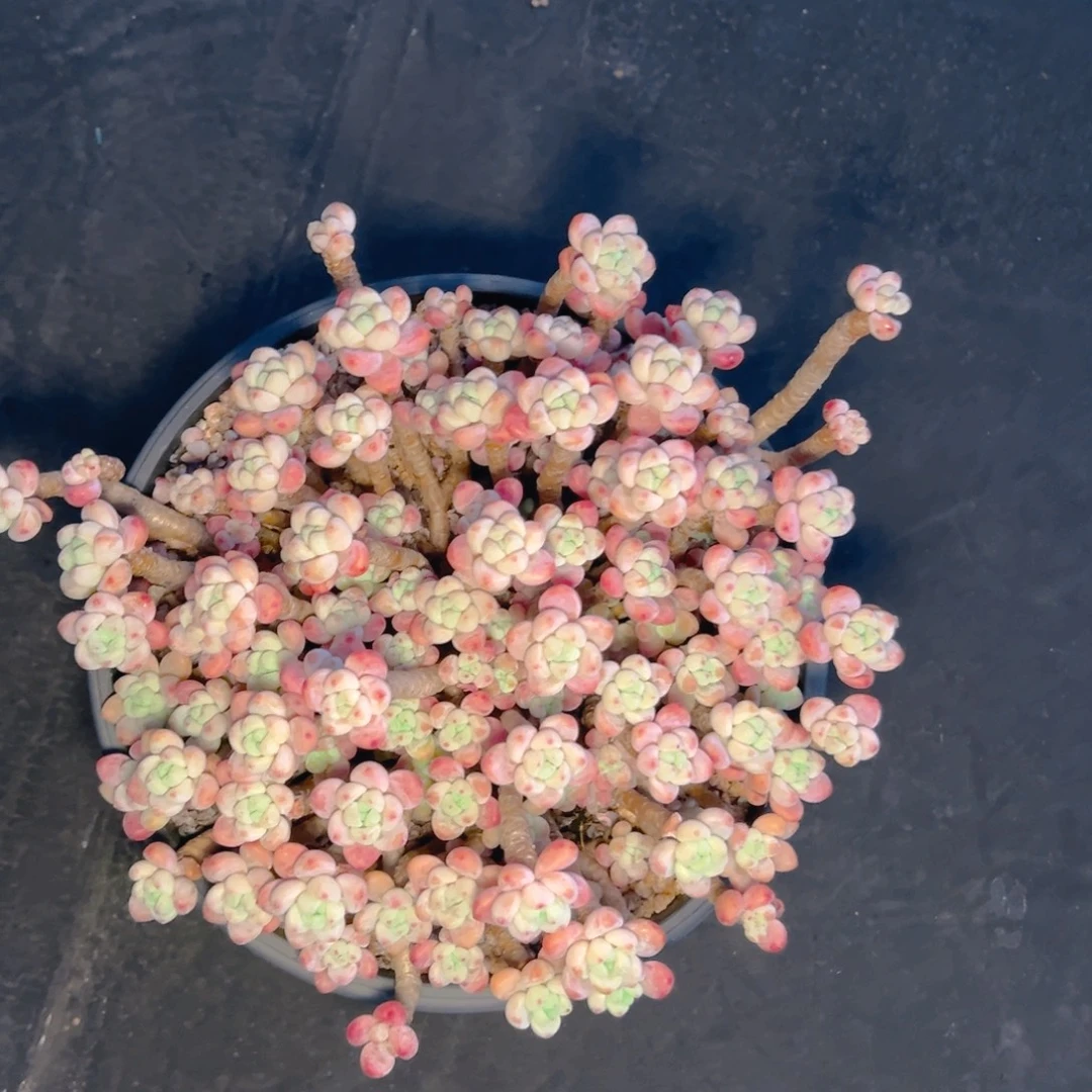 沉***默多肉植物保护研究所所长