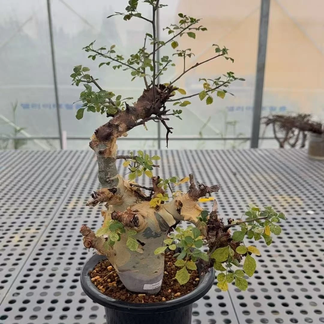 蓝白皮图坎橄榄熟桩
