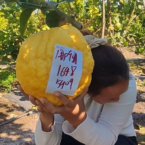 用***5小黄金回国后恢复哈哈复古风v