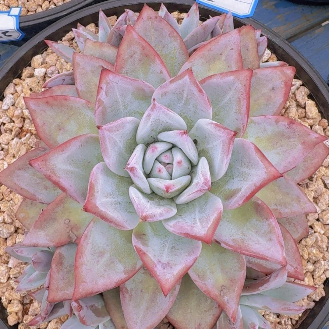 2234祖母绿凡艺多肉