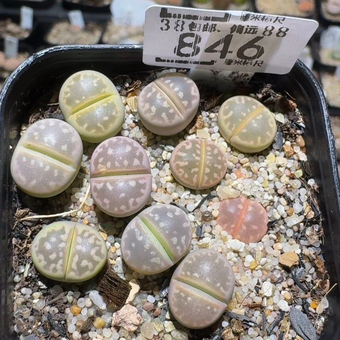 Zzzzz精品生石花846