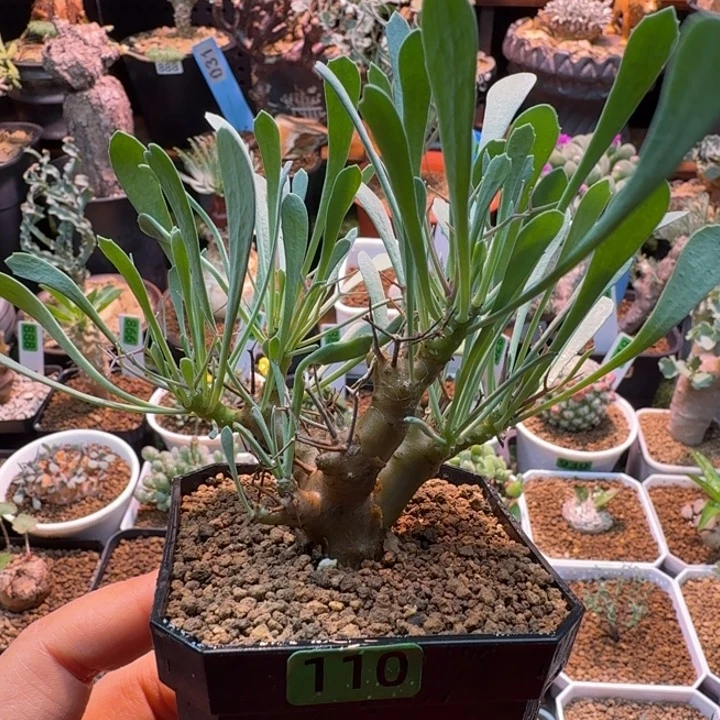 黑鬼殿110 仙人球