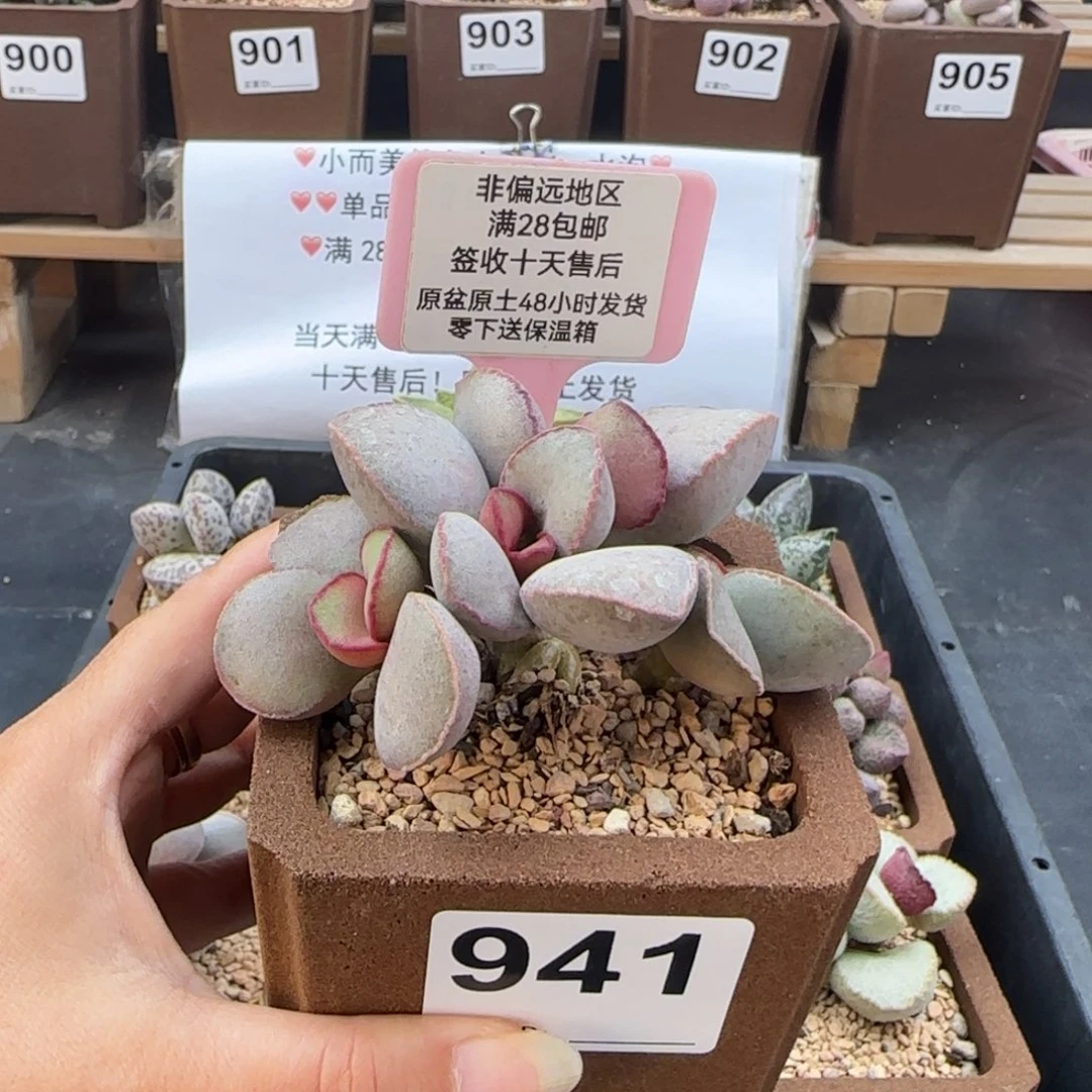 5***娘941金牛座多肉植物