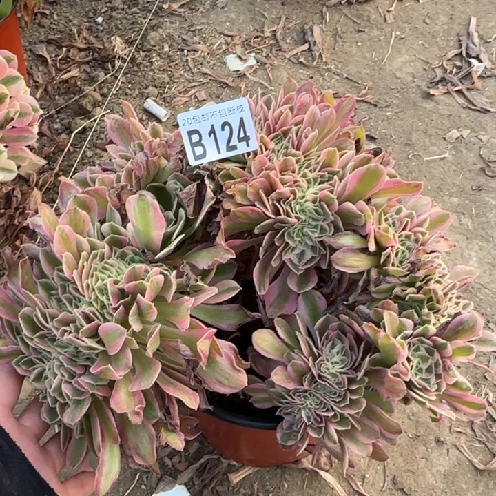 女巫缀……多肉植物……