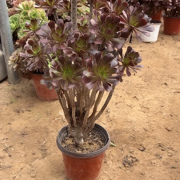 多肉植物法师黑法24