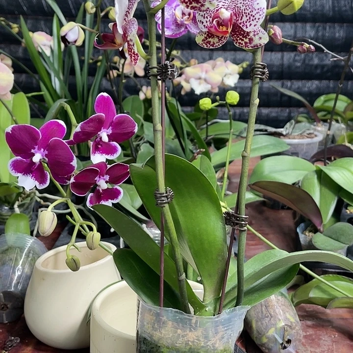 当前无花栽培后可以开花黑杰克