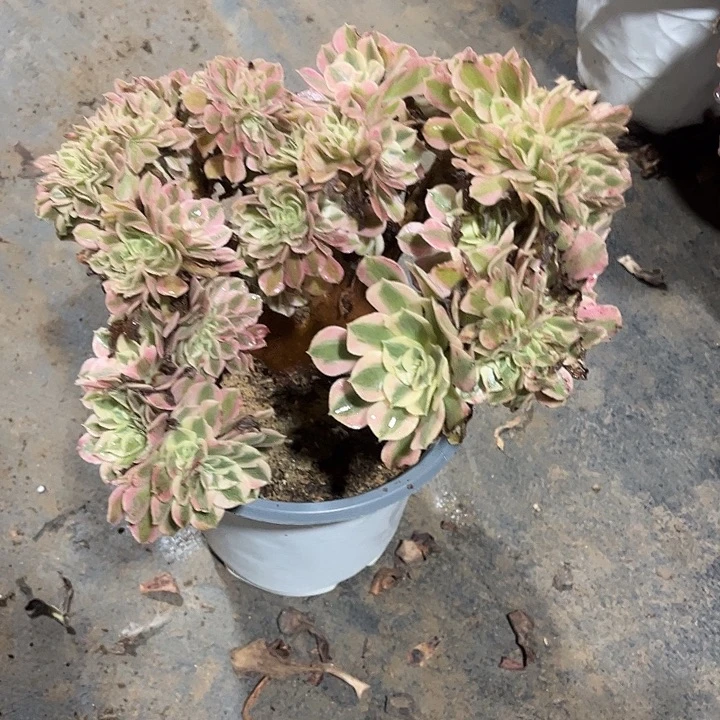 多肉植物女巫缀化155