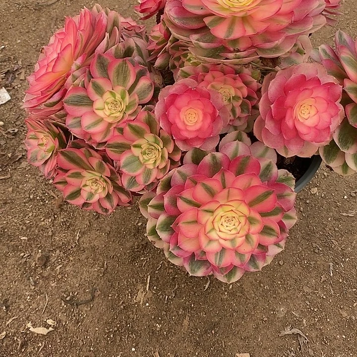 多肉植物倾城695多肉