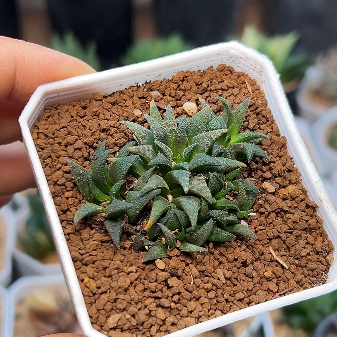 小型群蛟一颗一颗的