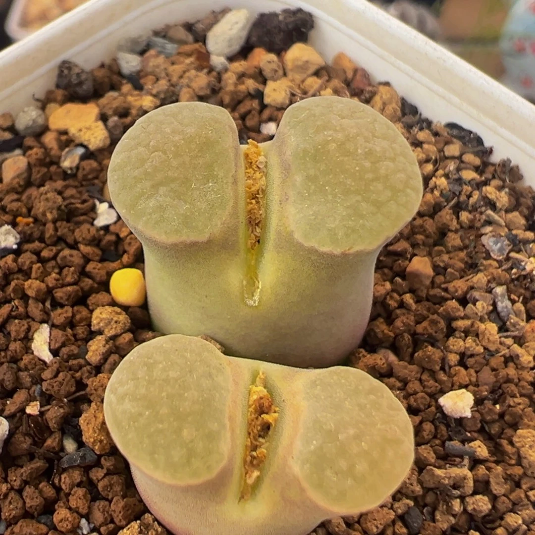 249多肉植物百科植物