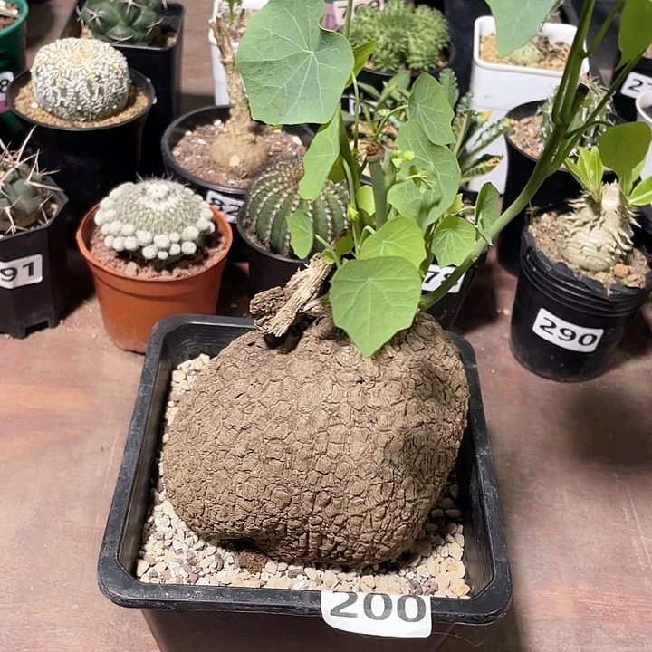 200泰国荔枝龟龙甲龟