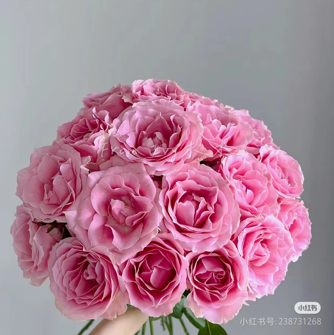 【香羿鲜花】娇兰玫瑰10支/全场任意两单及以上包邮