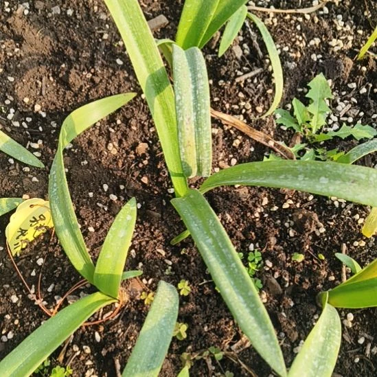 完全开放另类女孩2+