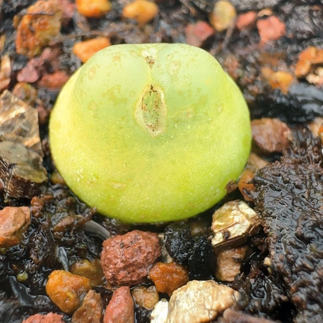 38带盆土发货拉拉尺寸1.1有瑕疵