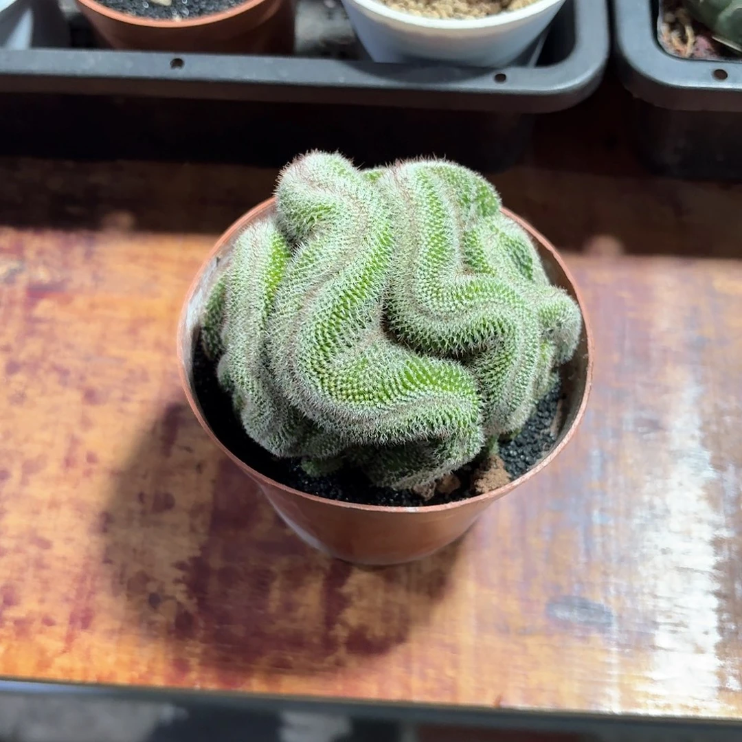 兔*玉翁缀仙人球223