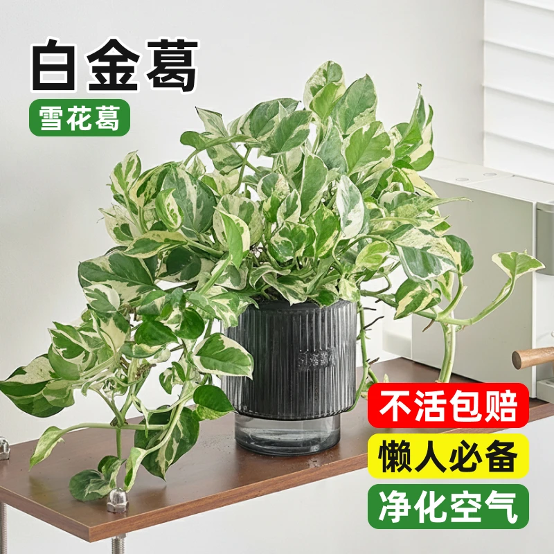 白金葛鲜活室内植物净化空气花卉常绿自然白金葛绿植盆栽室内