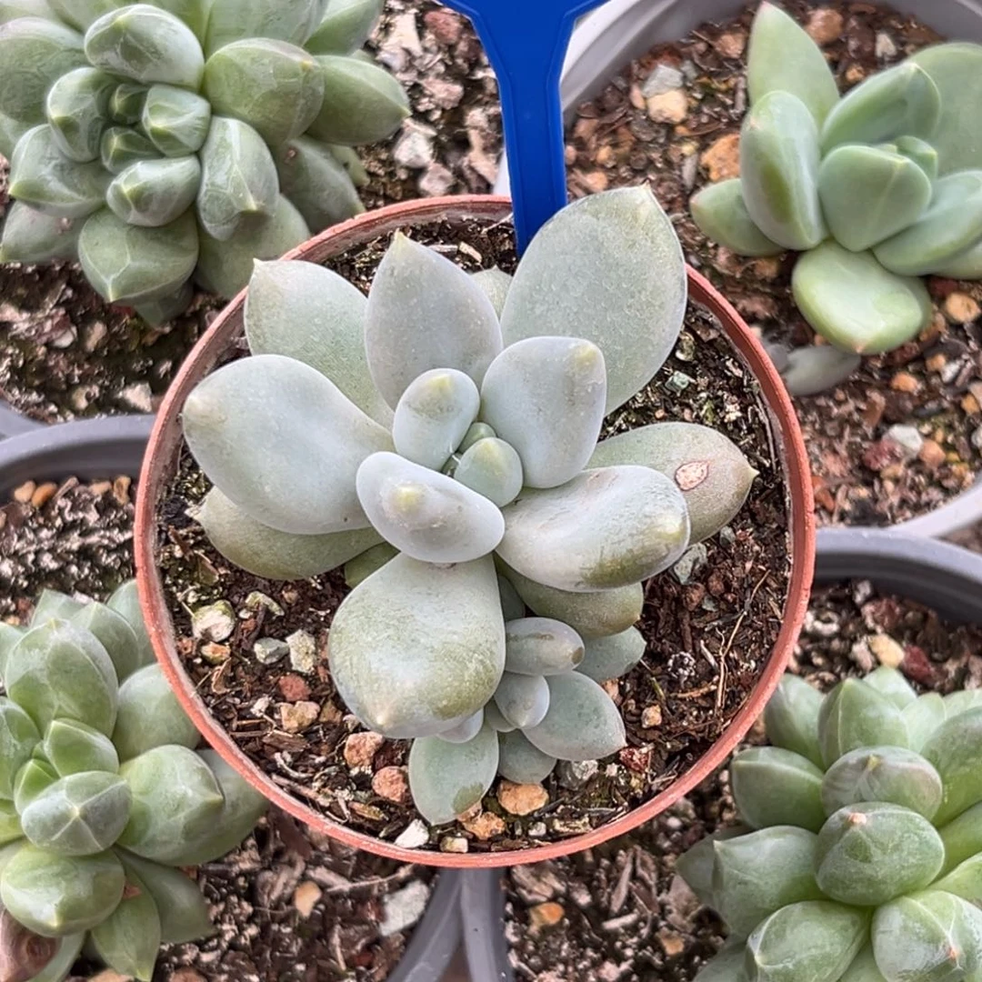 多肉植物胖体哥特群135