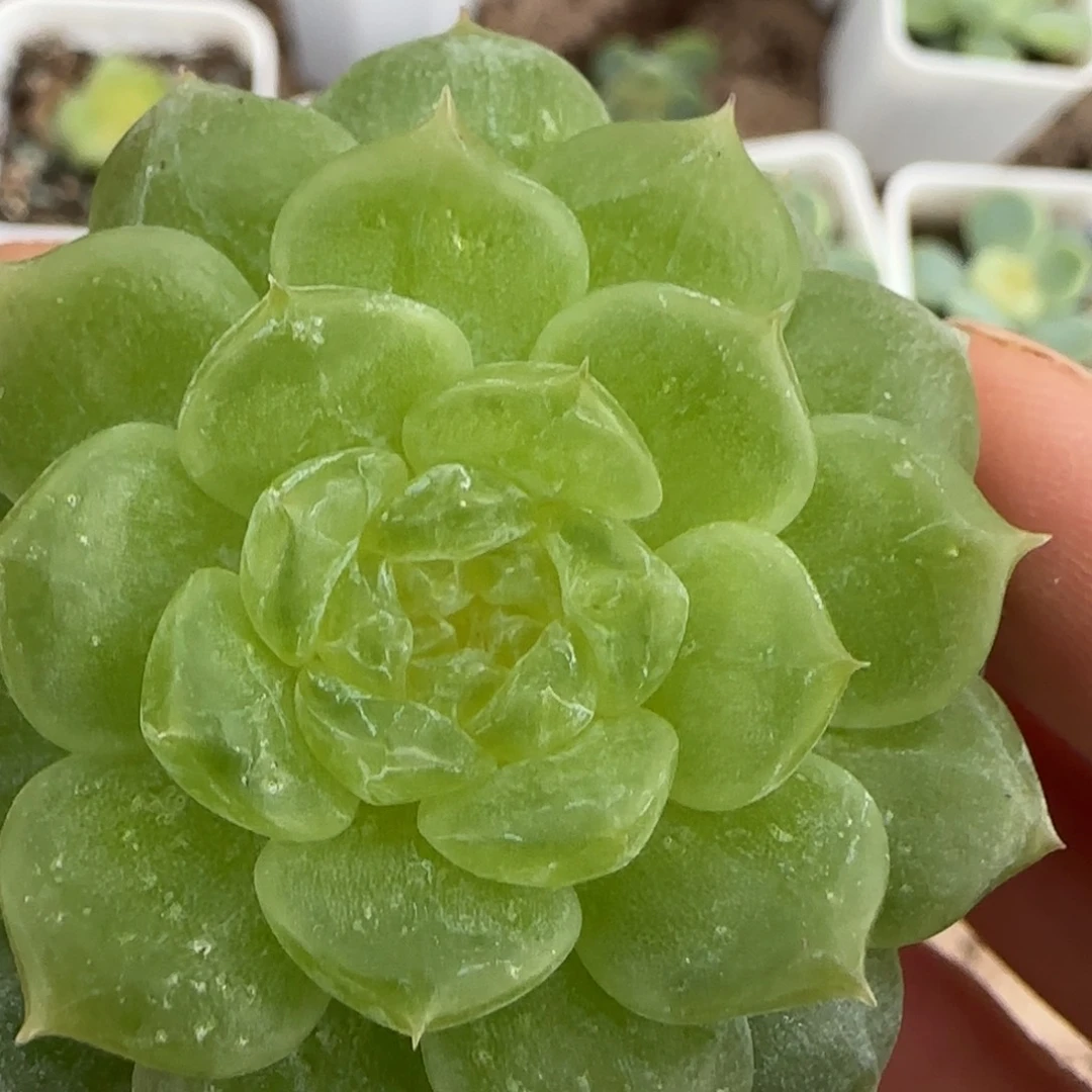 风花孤桌面盆一个满25包邮