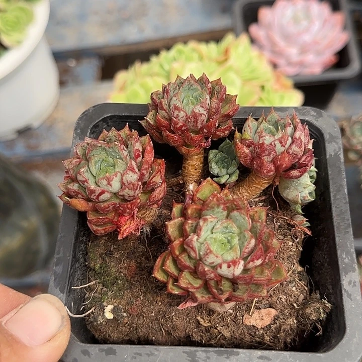 血燕惊鸿一物一拍包装收缩花旱