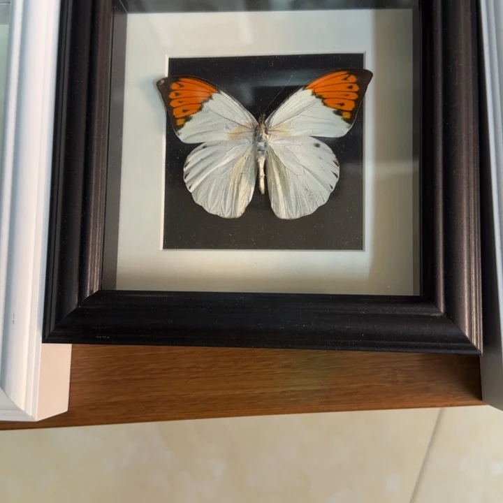 有机玻璃蝴蝶标本蝴蝶标本
