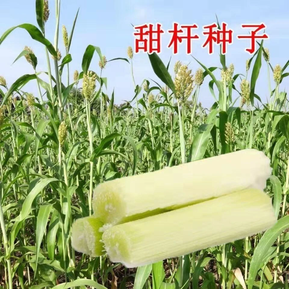 【小甜杆种子】甜杆种子多汁农家四季水果甜高粱杆正宗甜杆种子