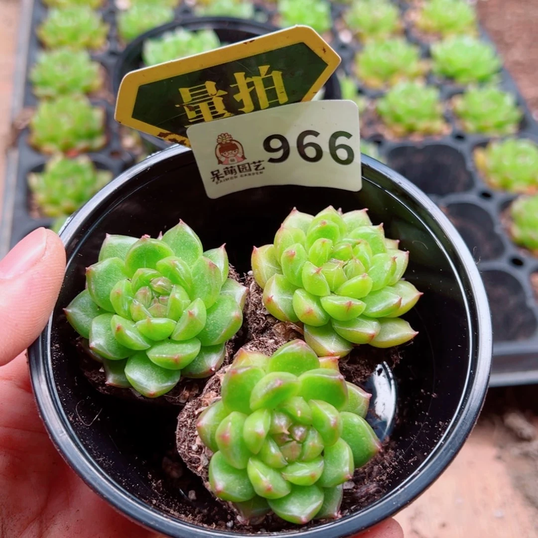 当前无花朵，栽培后可花朵