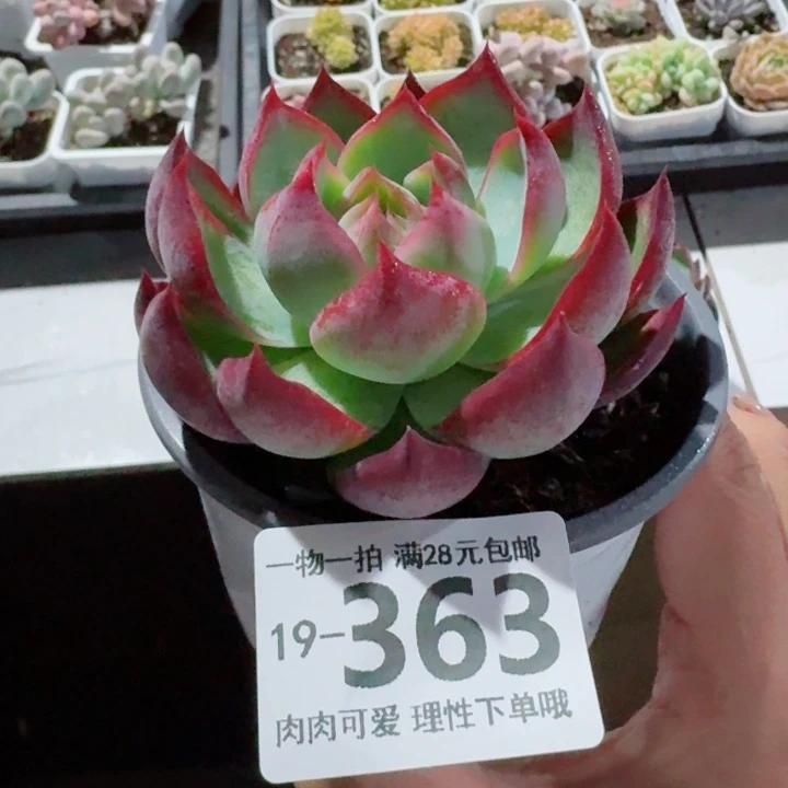 惊鸿无盆土发货多肉多