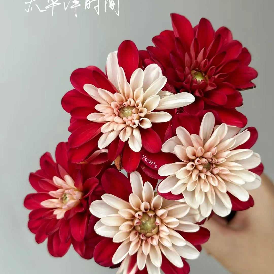 【太平洋时间】进口大丽花种球花卉送肥料