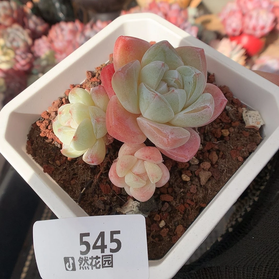 545冰玉多肉植物666