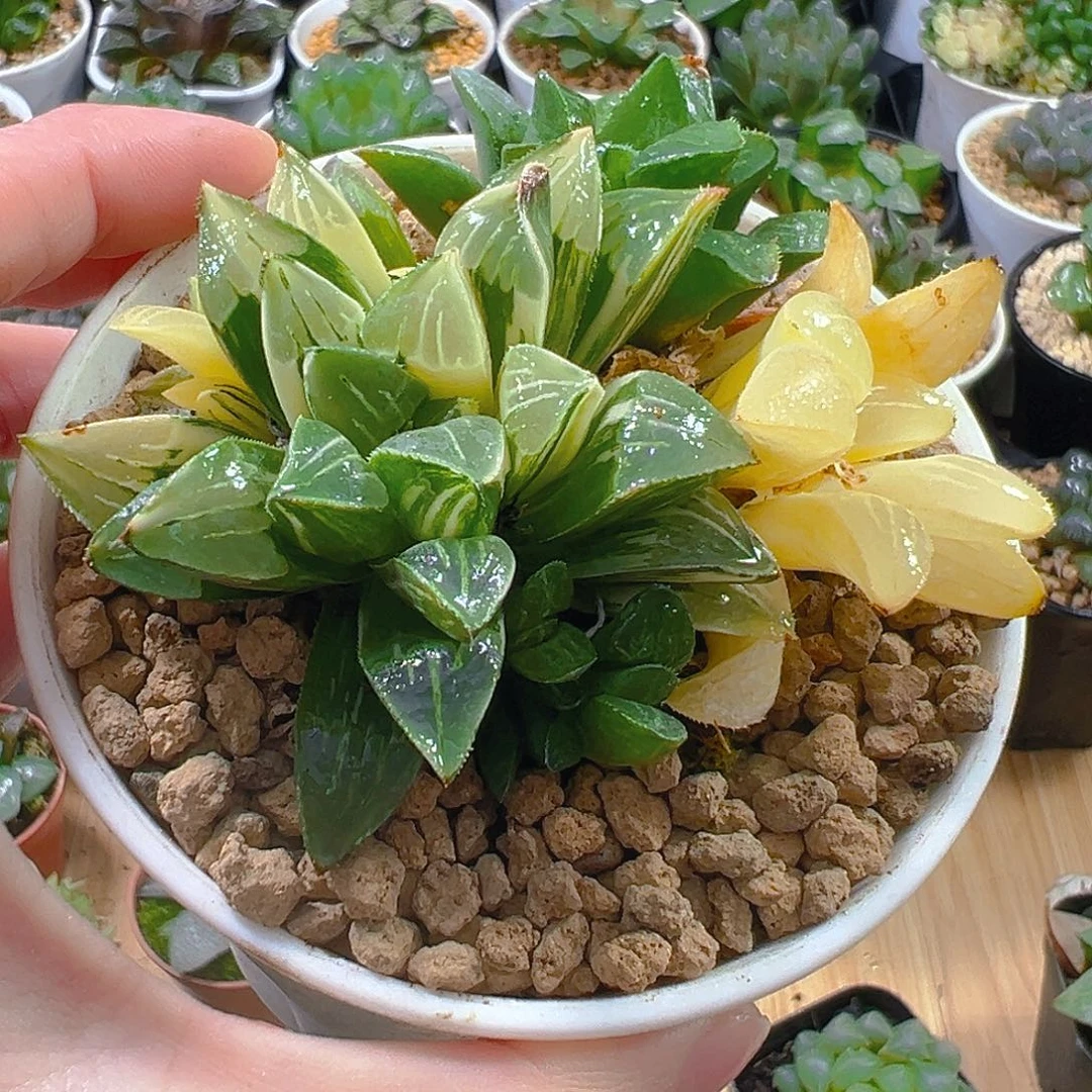 姬寿锦万象盆玉露