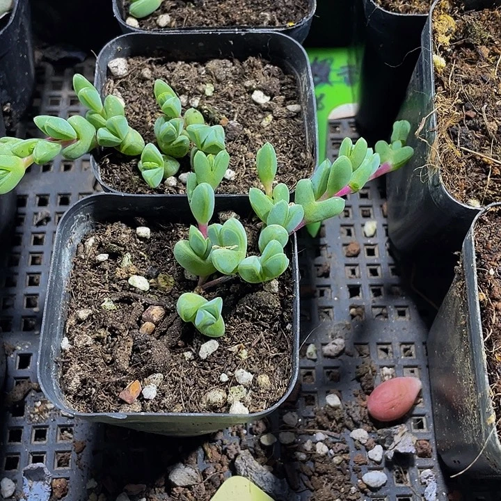 碧玉连带盆土发货