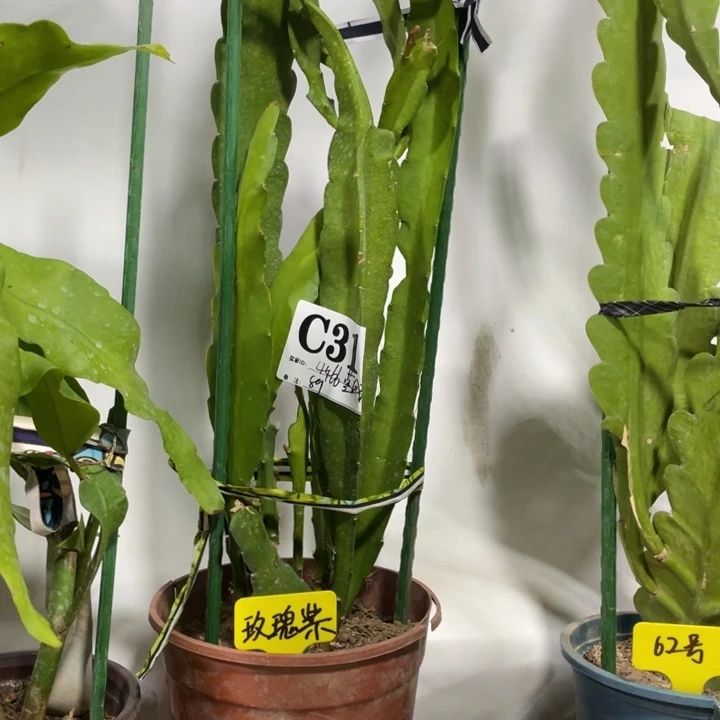 完全开放蓝*铃令箭荷花310