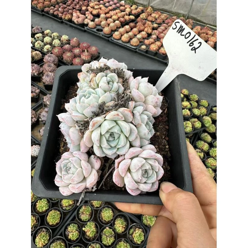 12#北极雪岛多肉植物 前男友精品多肉SM0162