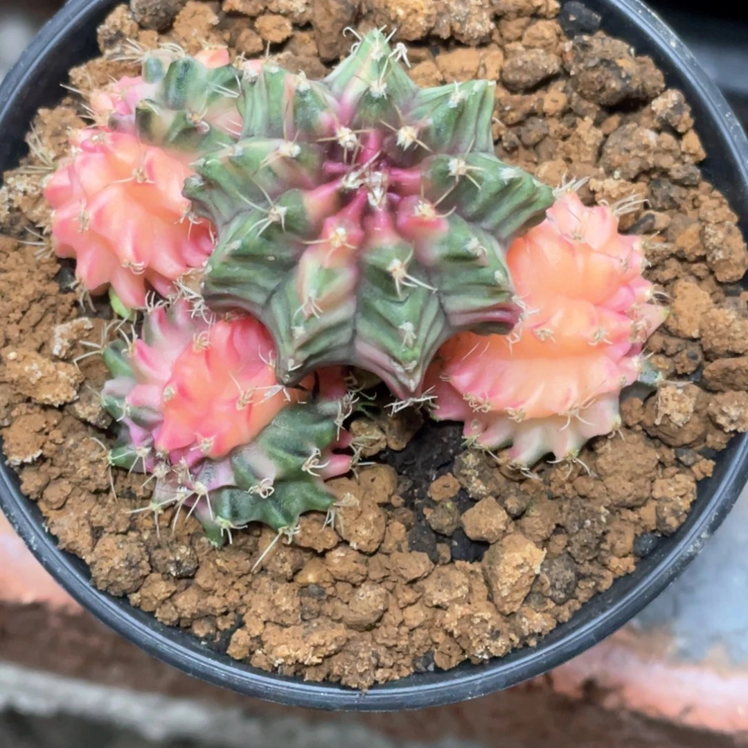 当前无花朵，栽培后可花朵4头粉米哈缀