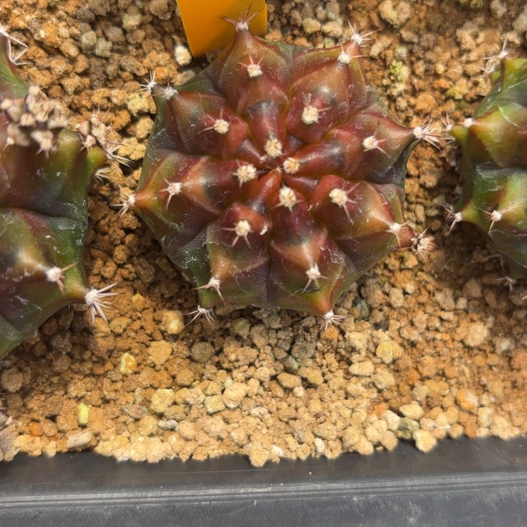 66-0103泰国发货多肉