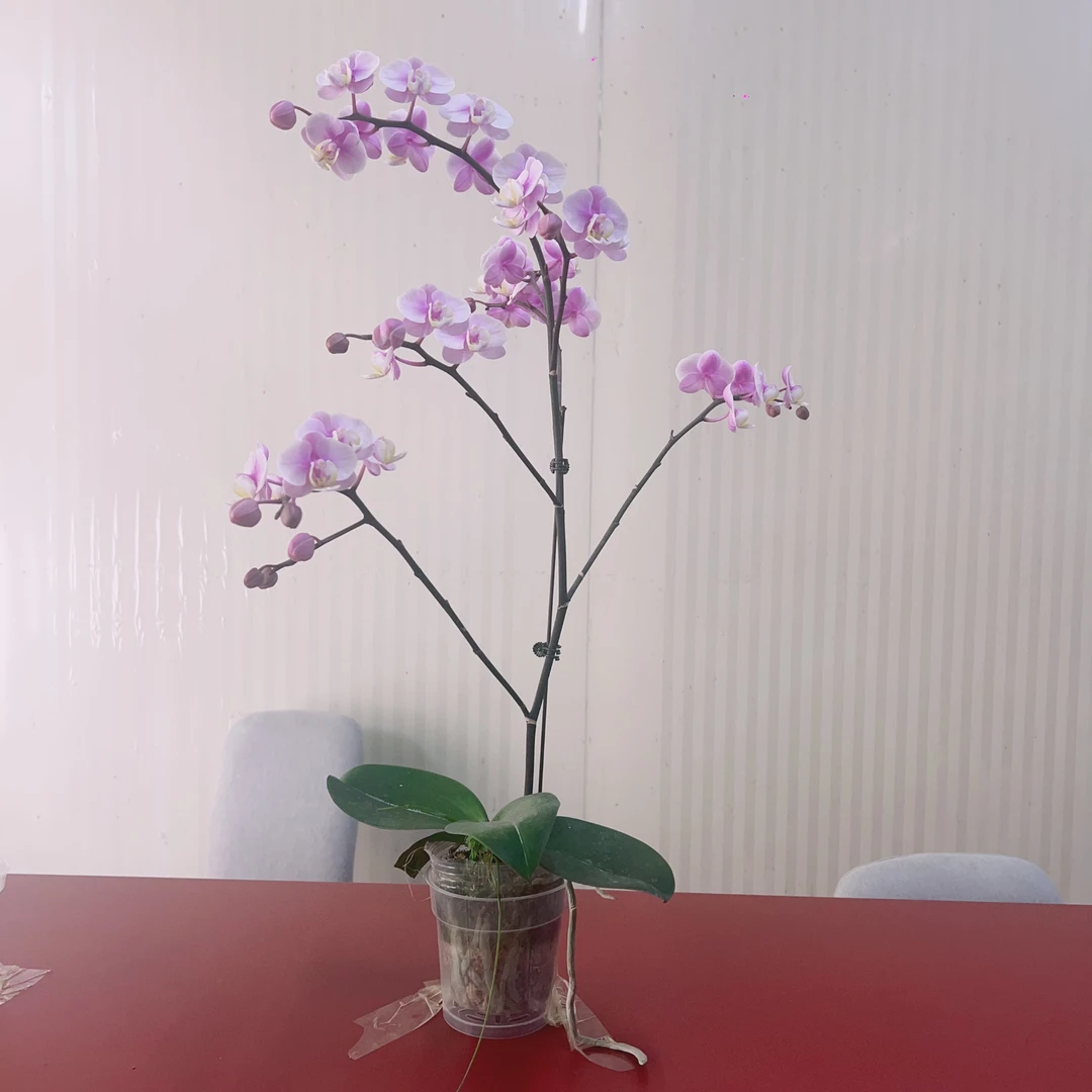 【小梅花】蝴蝶兰室内客厅养 带花发货