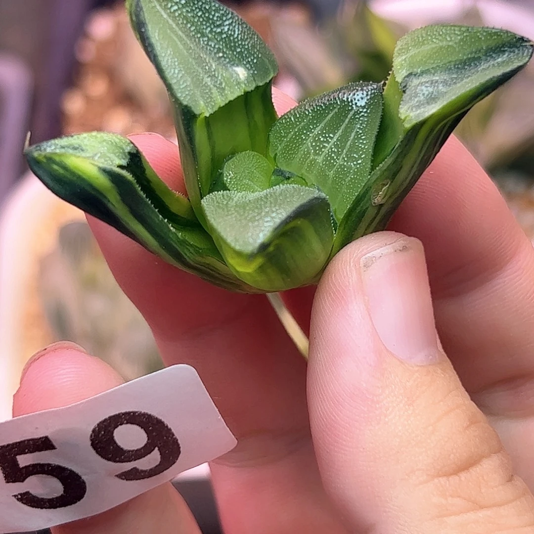 359红红火火恍恍惚惚
