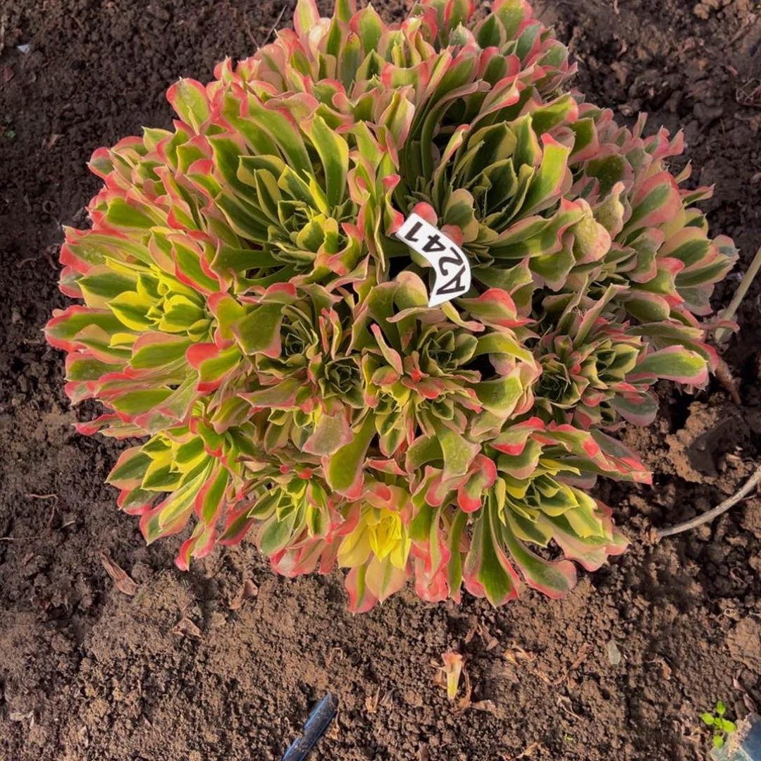 白凤法师26////—15包邮