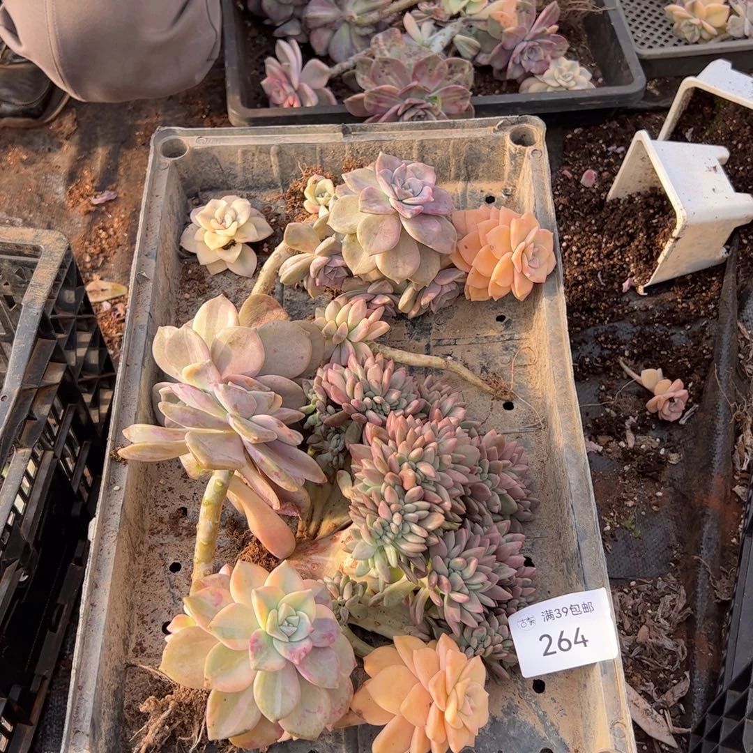 264紫乐锦老桩多肉植物