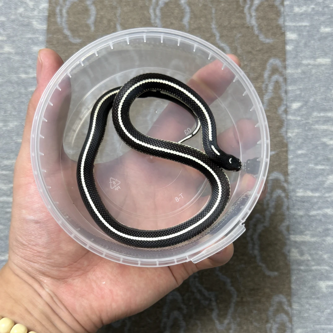 直线类精品王蛇宠物蛇