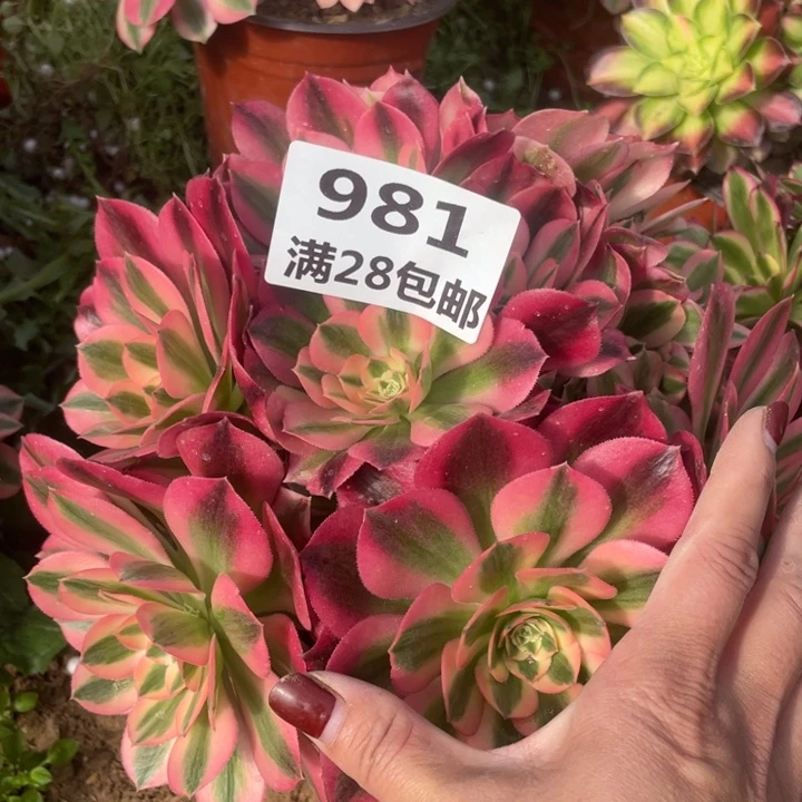 981一号棚女巫多肉植物A