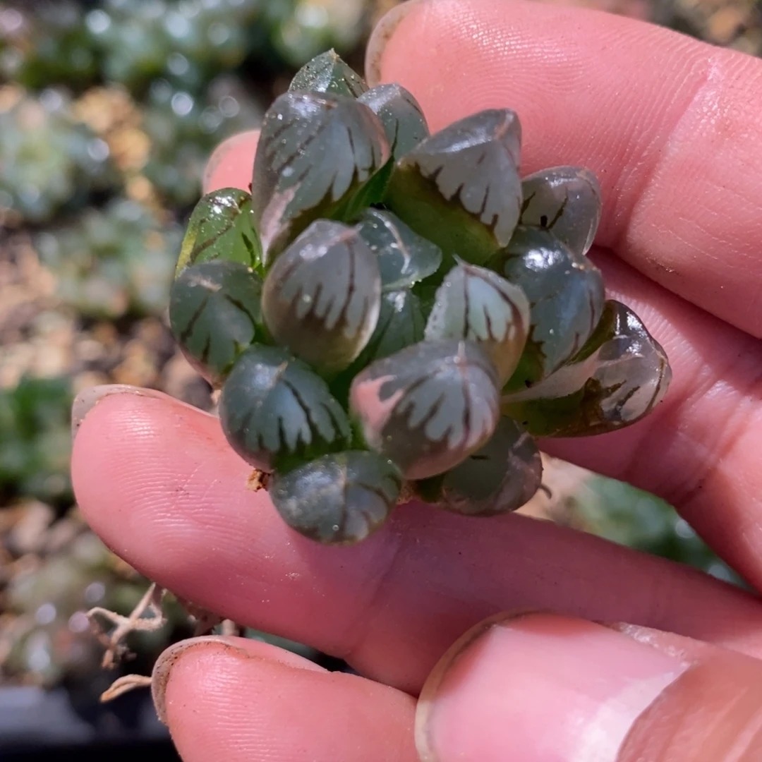 秧***芒1249 一颗福利。
