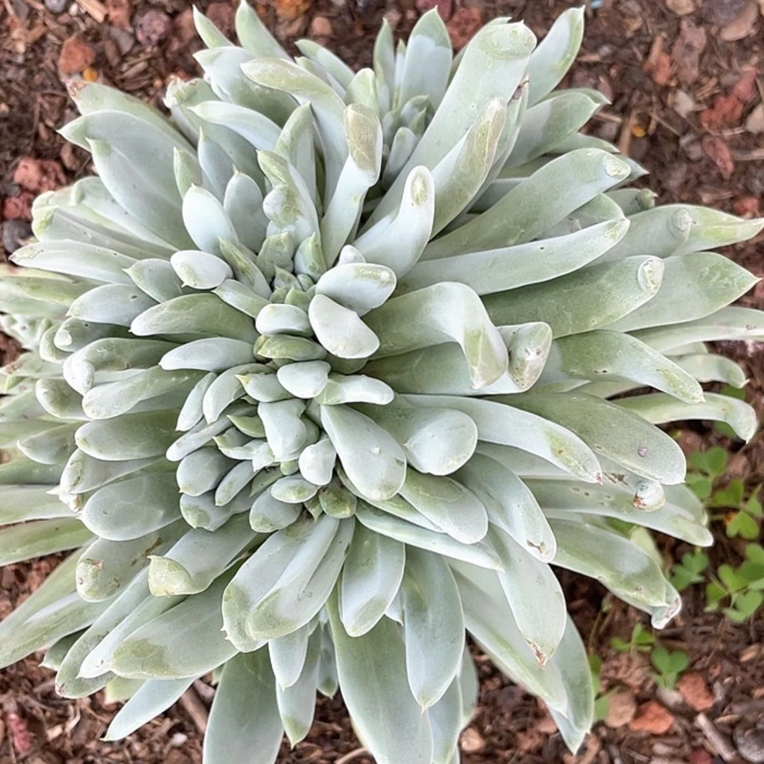 【闪购商品】帕翠莎缀化