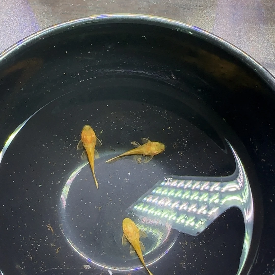 孔雀鱼黄金胡子六条