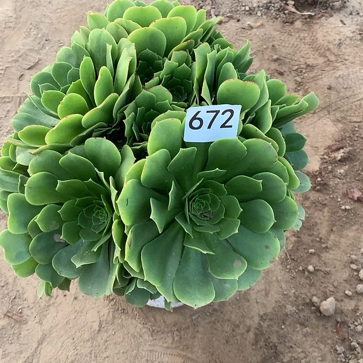 无花朵672绿杨蓉北