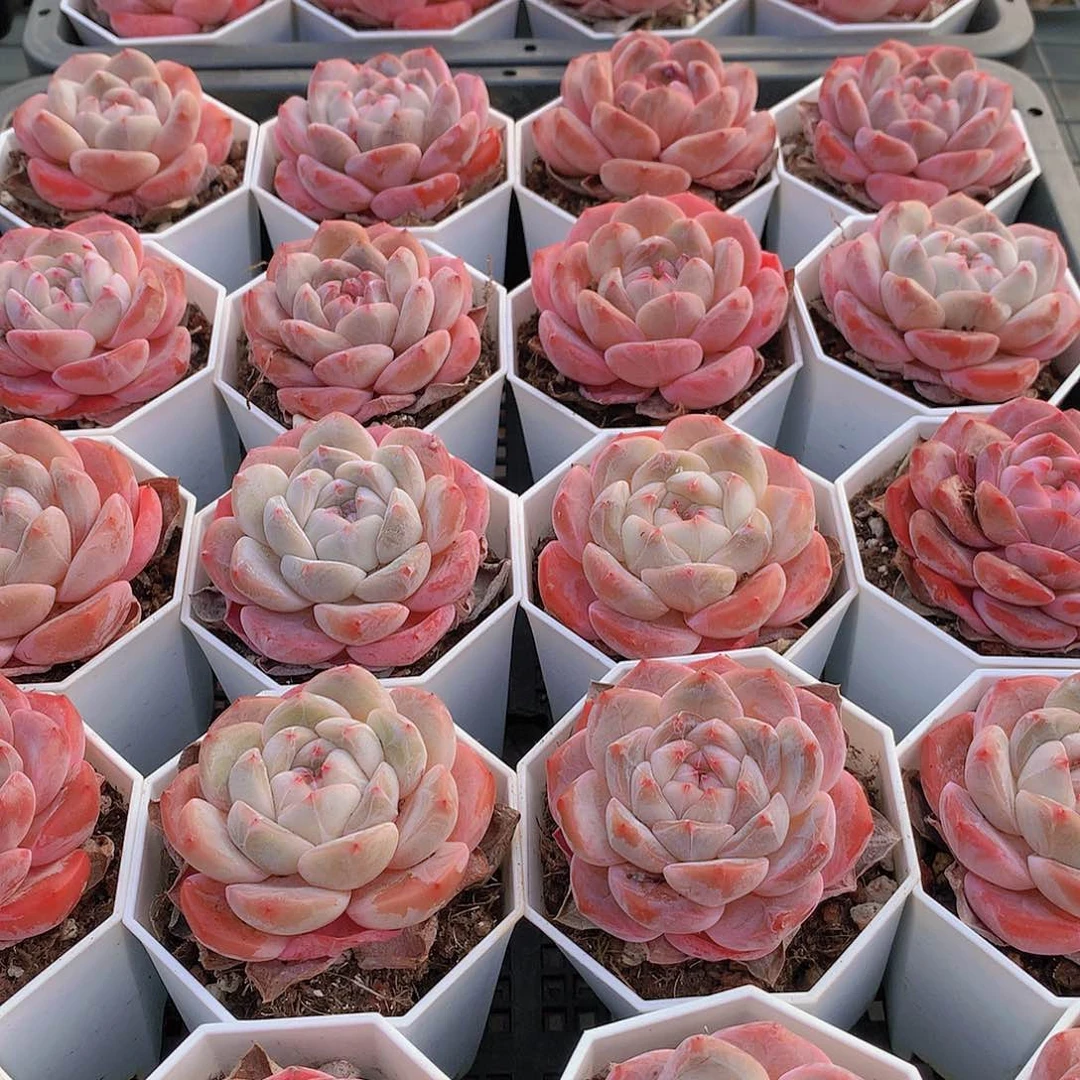 冰橙245678999999000