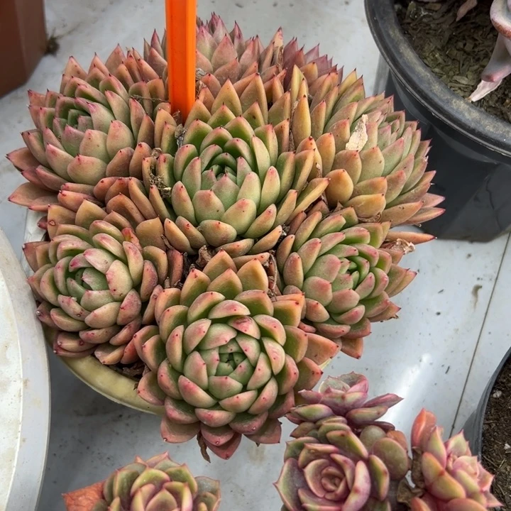 秒*冬云多肉植物032