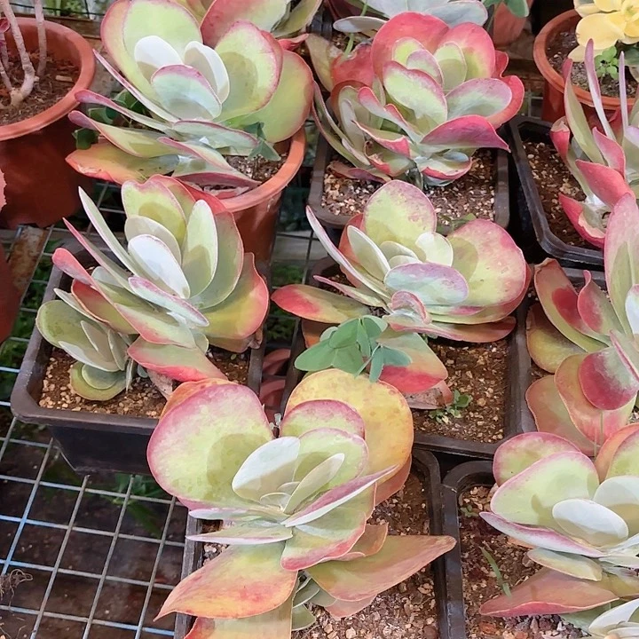 唐印多肉盆栽植物