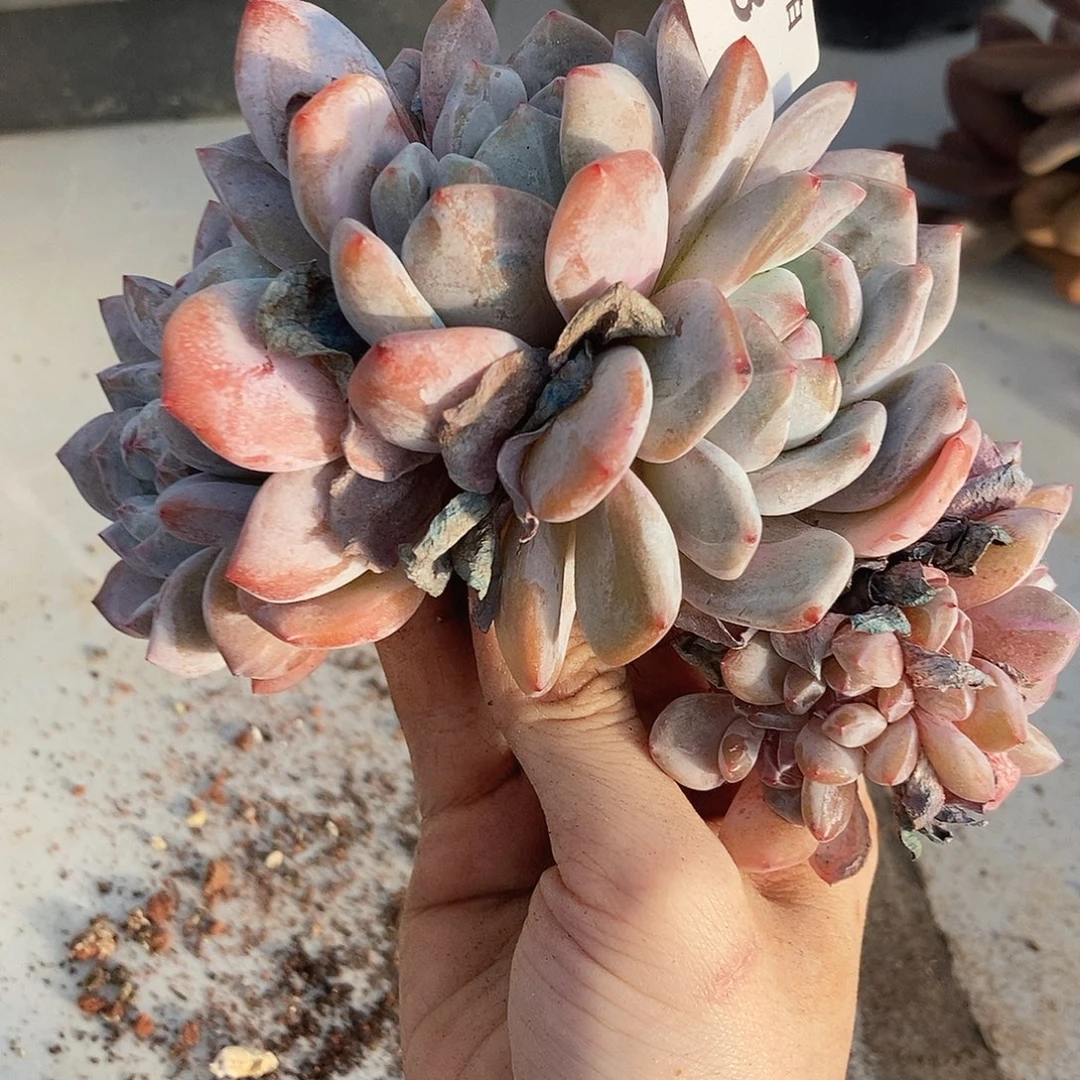 8 一物一拍不退不换