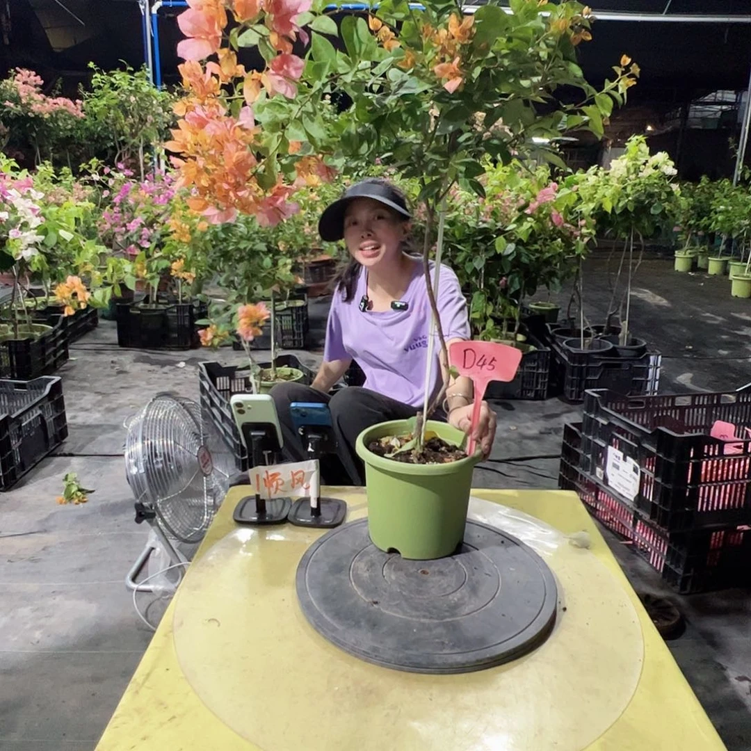 当前无花栽培后可以开花D45金发女郎